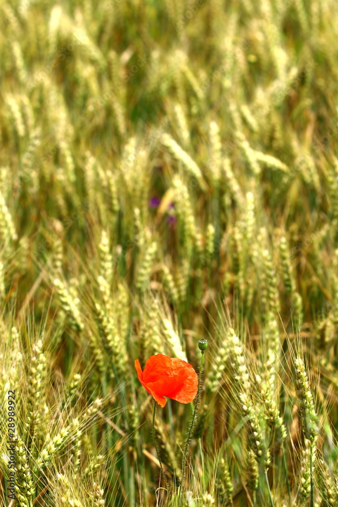 Fototapeta premium Coquelicot_4
