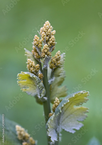Young flower sprout photo