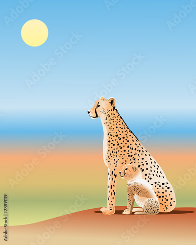 cheetahs