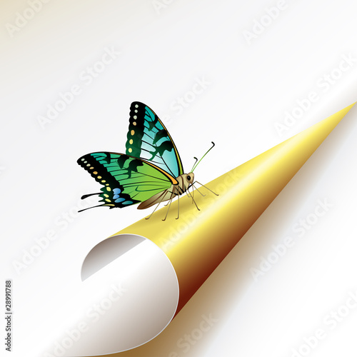 Curled corner with butterfly