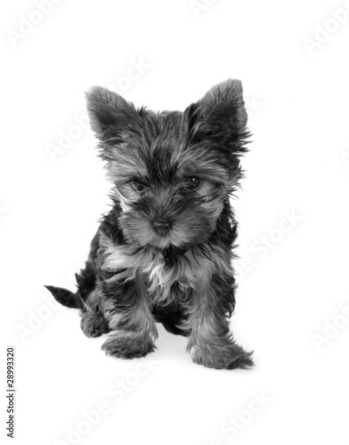 Sweet puppy Yorkshire Terrier in black and white
