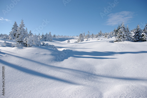 Winter view with snow surface and trees