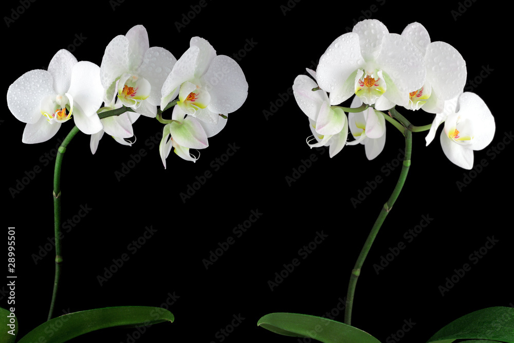 Obraz premium White orchid with drop of dew