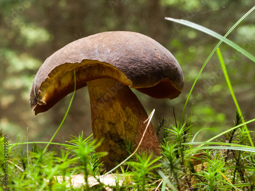 Boletus luridiformis photo