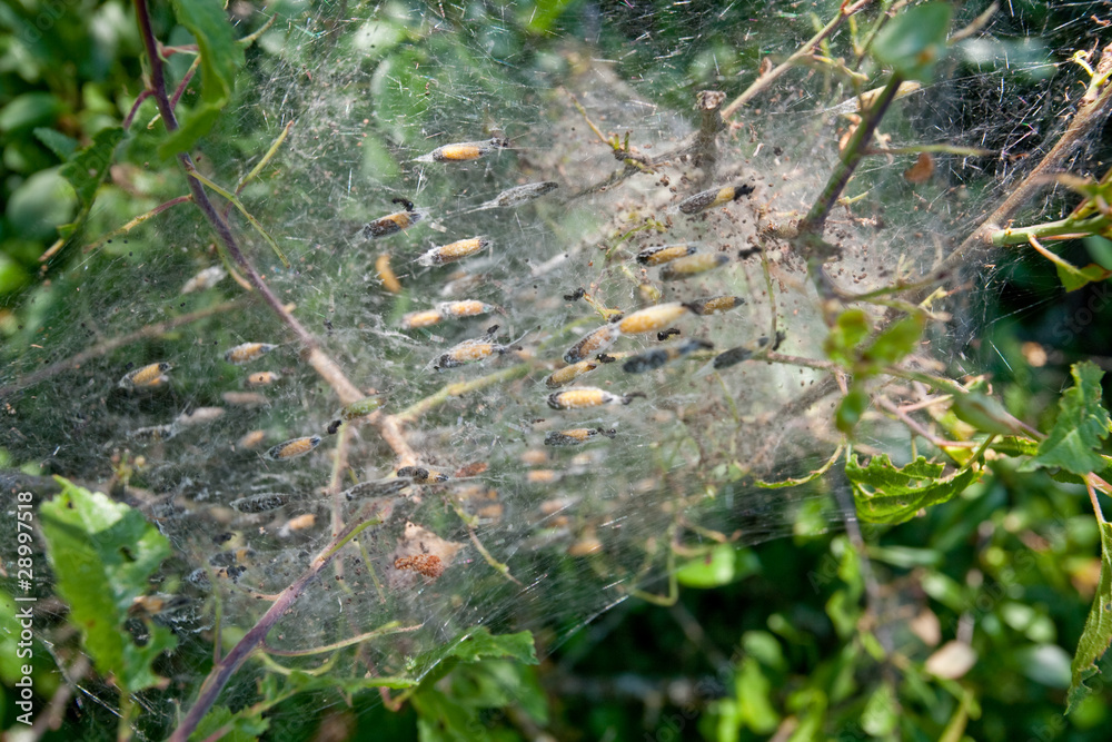 pupas in webs pupas in webs