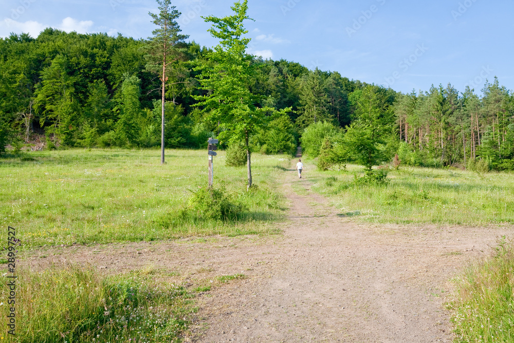 crossroad of forest ways crossroad of forest ways