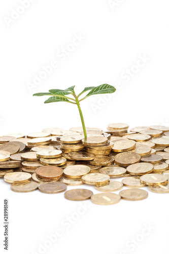 green plant and coins