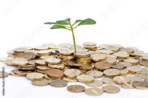 Coins and green plant isolated on white