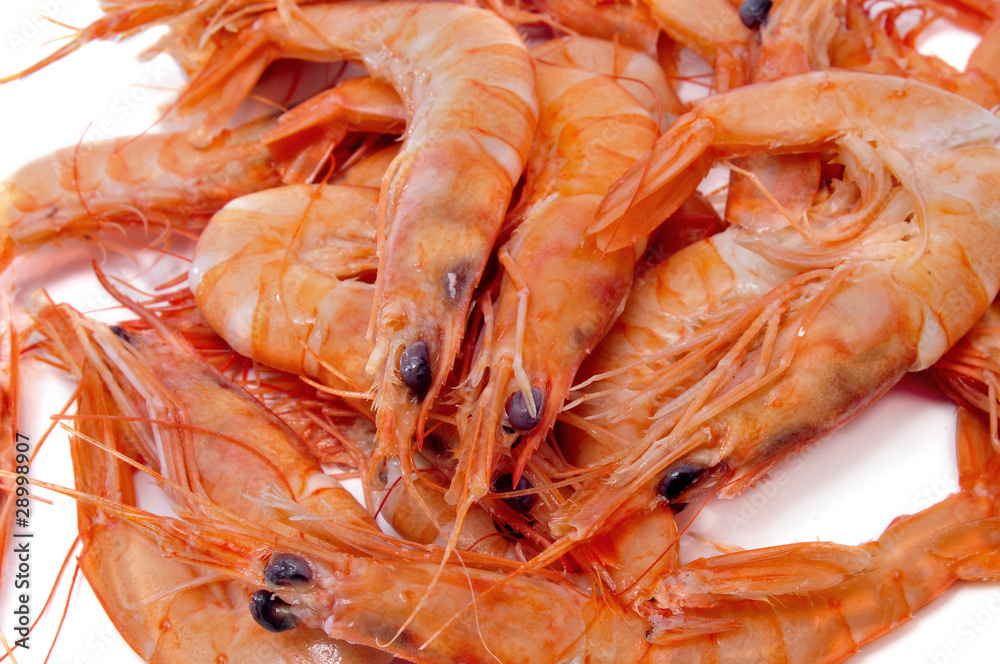shrimps shrimps