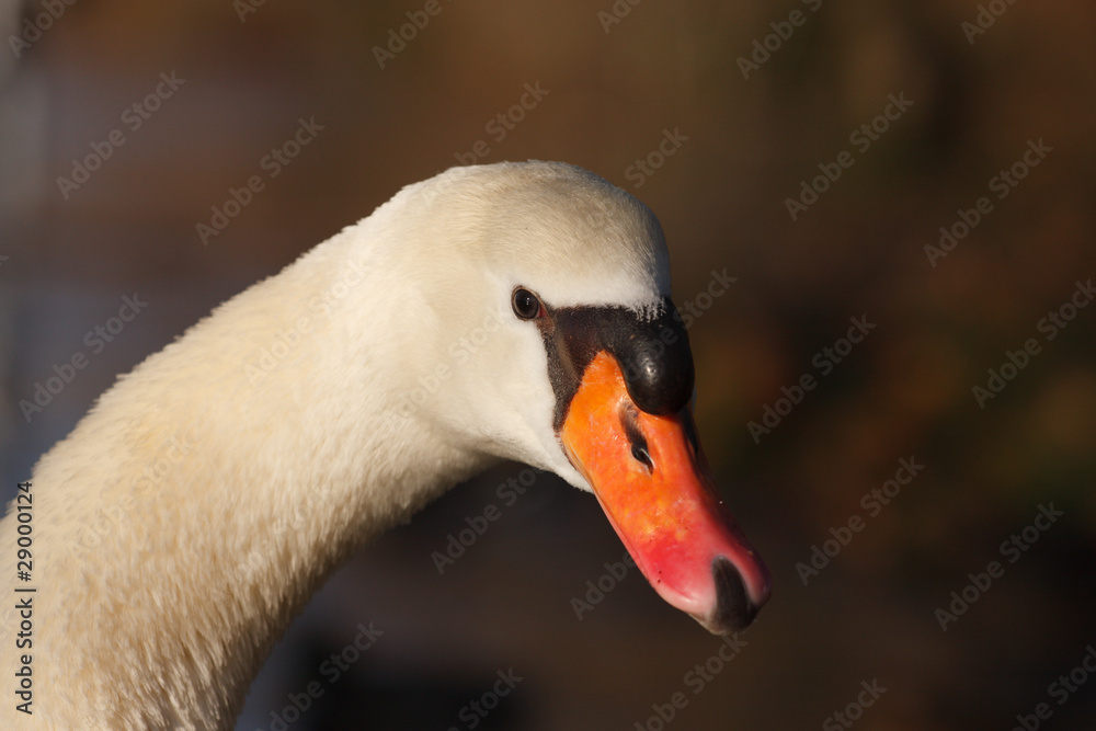 Schwan