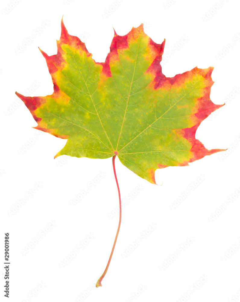 Fototapeta premium autumn maple leaf