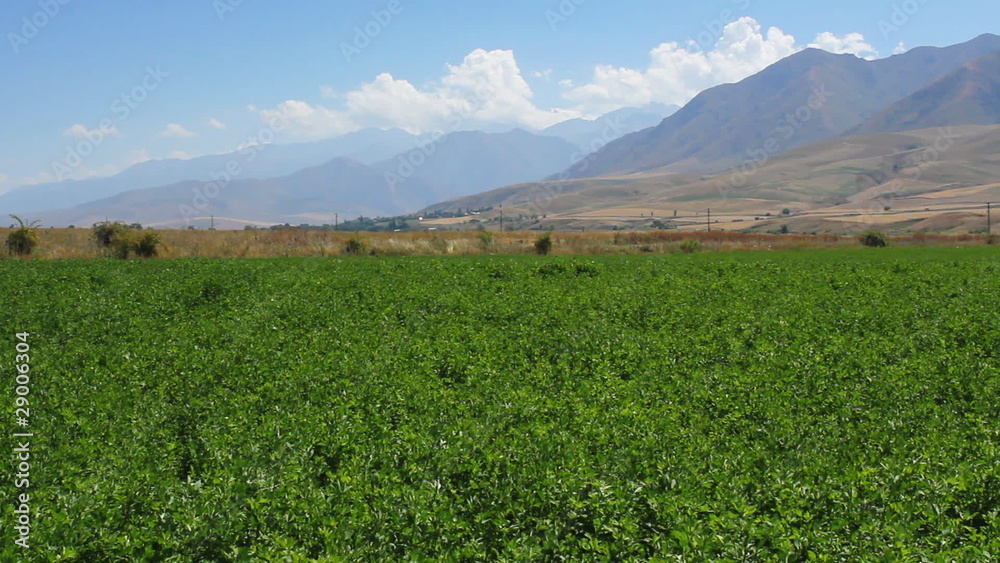 Green Landscape. Green Landscape.