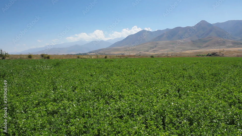 Field of green grass and blue sky with cloud. Field of green grass and blue sky with cloud.