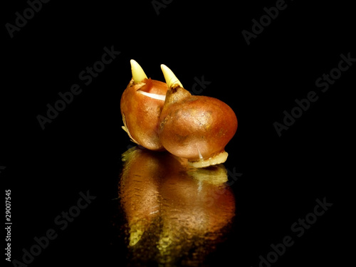 Fototapeta Naklejka Na Ścianę i Meble -  tulip bulbs