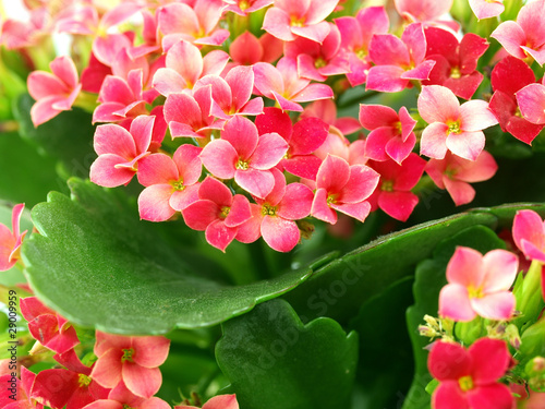 Принти на полотні A close up of a group of kalanchoe blooms
