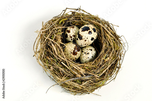 quaglia uova nido gastronomia fragile