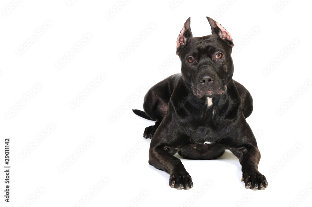 Fototapeta premium American Staffordshire terrier in front of a white background