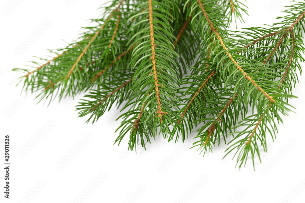 fir-tree