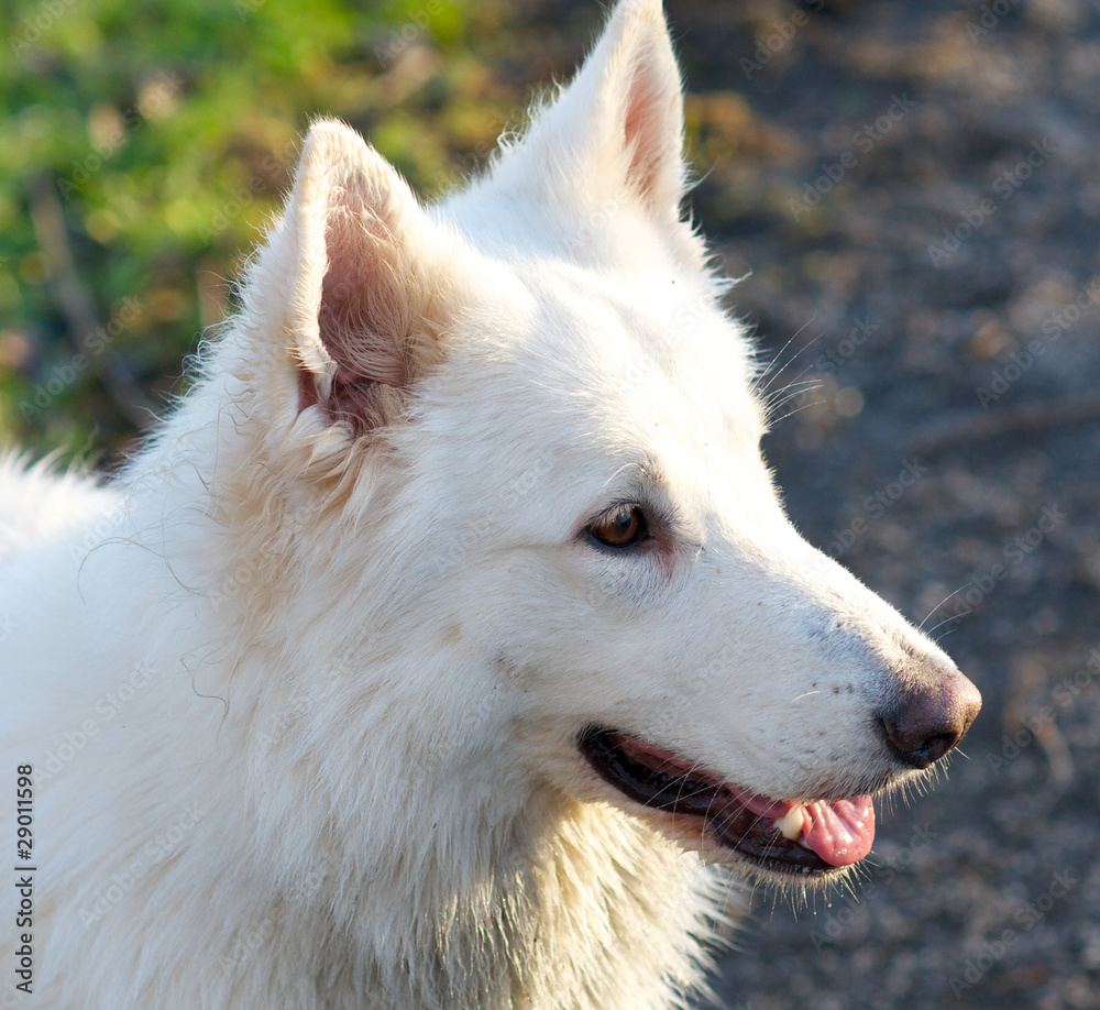 white belgian shepherd headshot white belgian shepherd headshot
