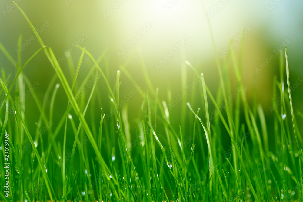 green grass background