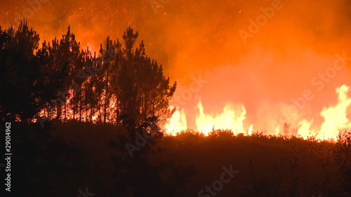 Forest fire at night