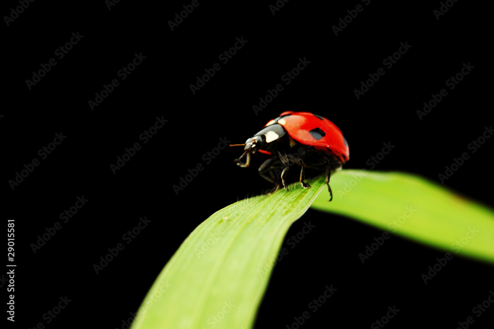Fototapeta premium ladybug isolated on black