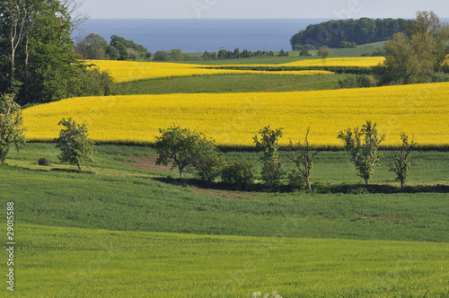 Fields and groves close to Baltic Sea