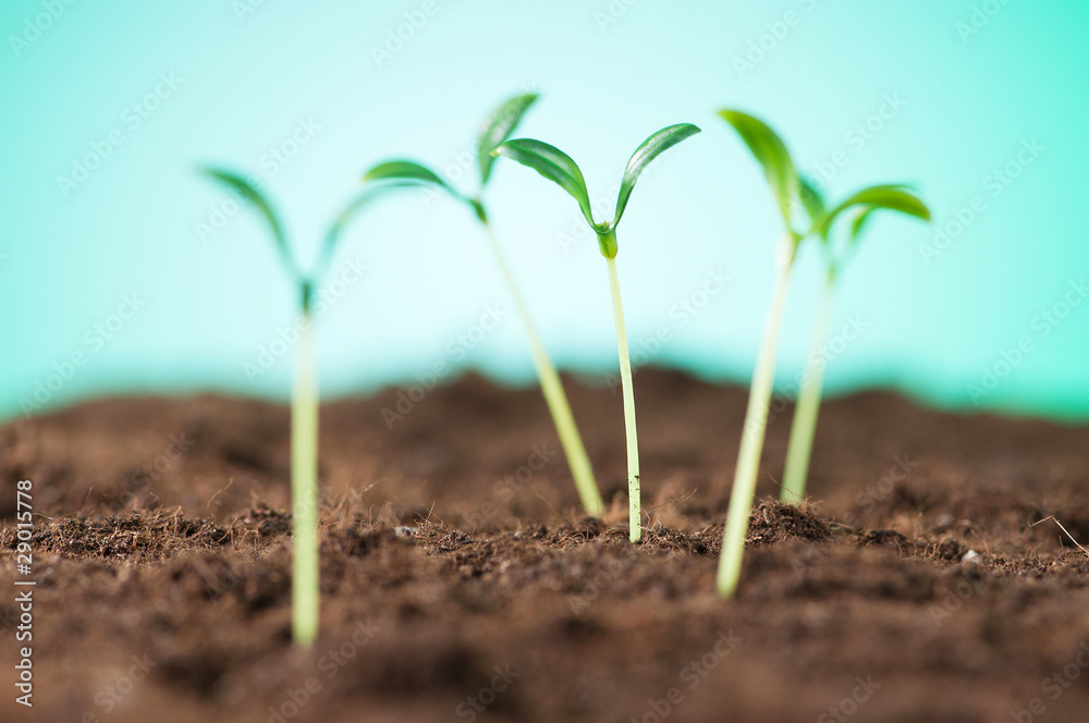 Green seedling illustrating concept of new life Green seedling illustrating concept of new life