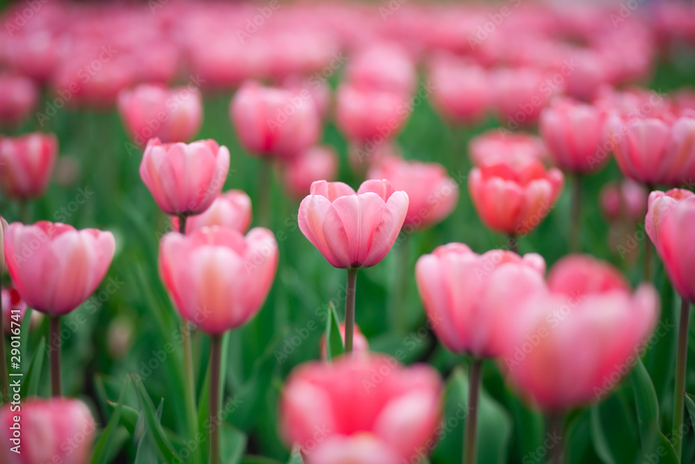 pink tulips