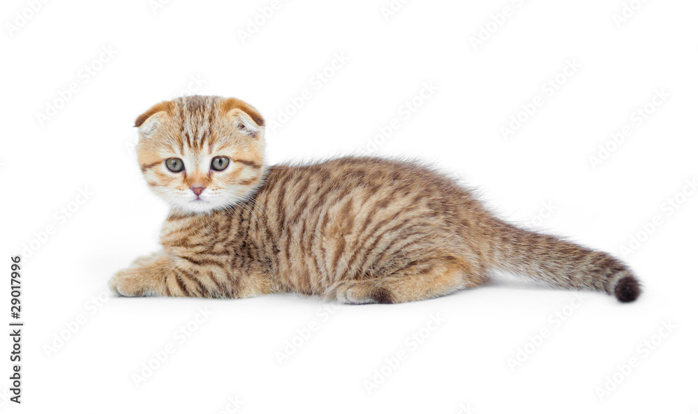 Striped scotish kitten fold pure breed lying isolated