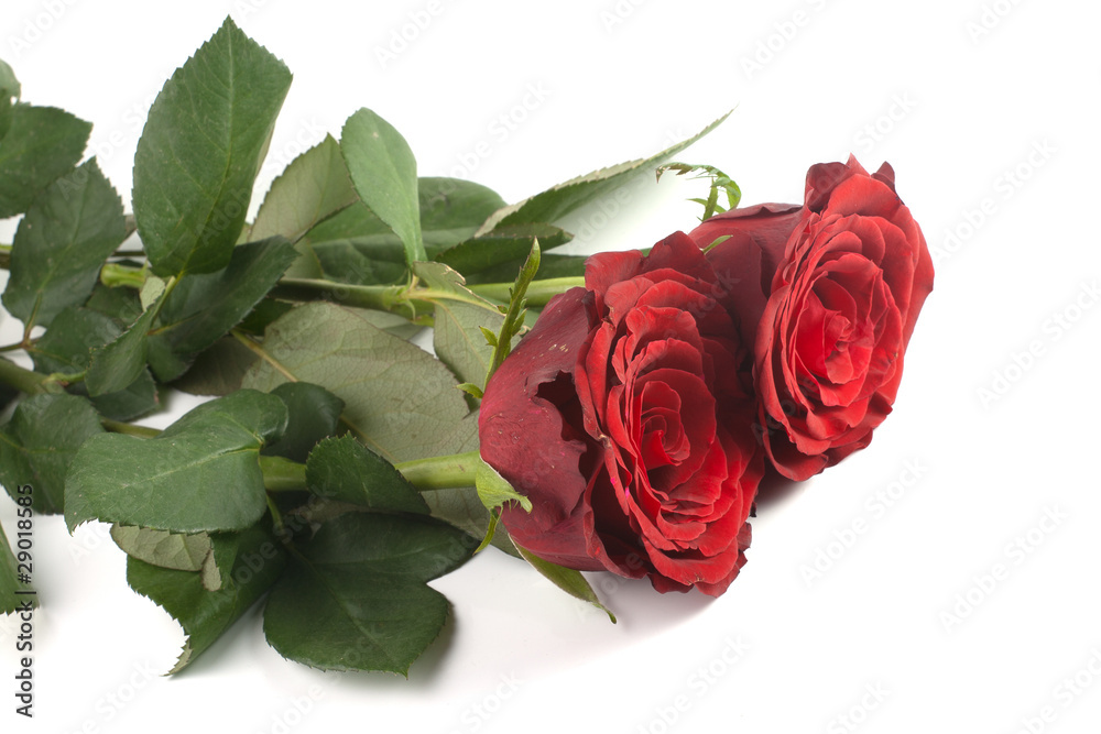 Fototapeta premium two red roses