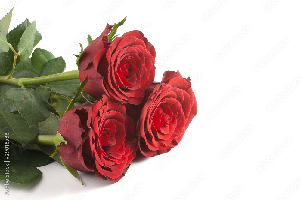 three red roses three red roses