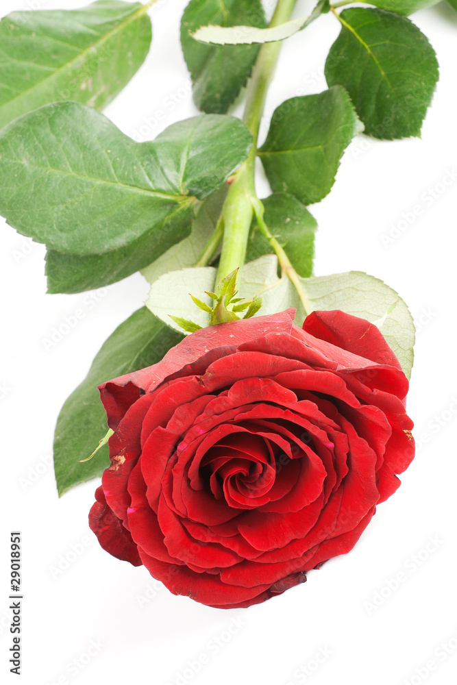 Naklejka premium one red rose