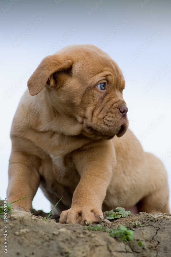 Obraz premium Dogue de bordeaux