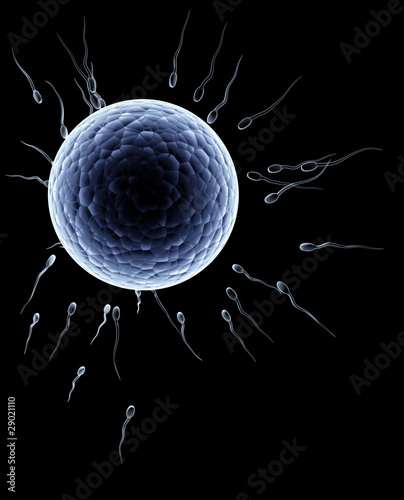 Slika na platnu Spermatozoons, floating to ovule