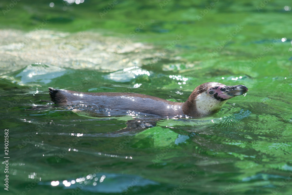 Fototapeta premium Spheniscus penguins (wedge-shaped)