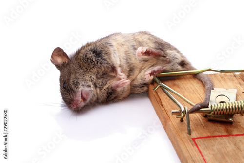 Mouse in a mousetrap