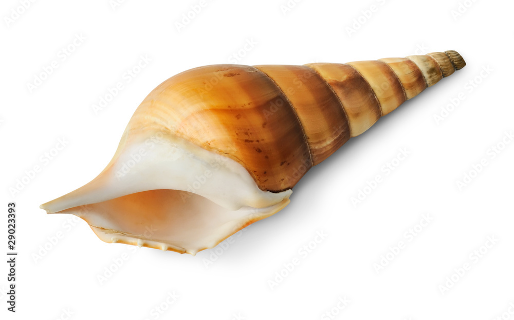 Isolated seashell. Spiral tropical sea shell isolated on white background  Stock Photo