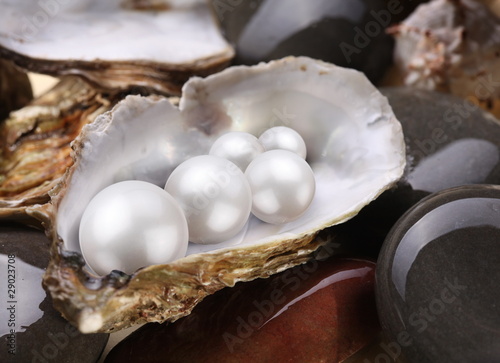 Image placer pearls in a shell on the wet pebbles.