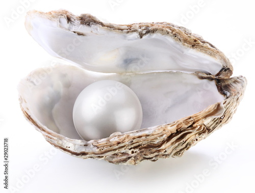 Fotografia Image of a white pearl in a shell on a white background.