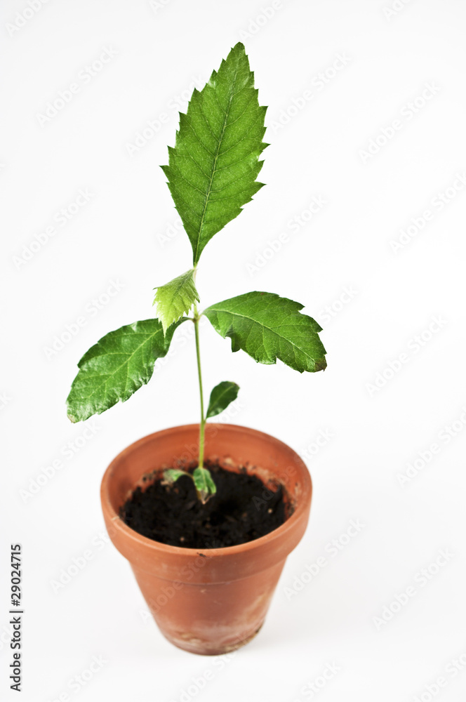 Steckling Longan-Baum Steckling Longan-Baum