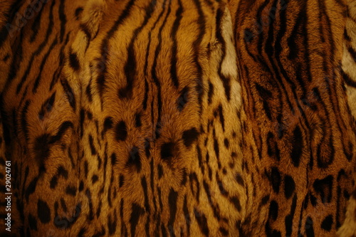 Hintergrund / Leopard