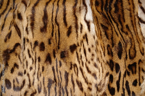 Hintergrund / Leopard