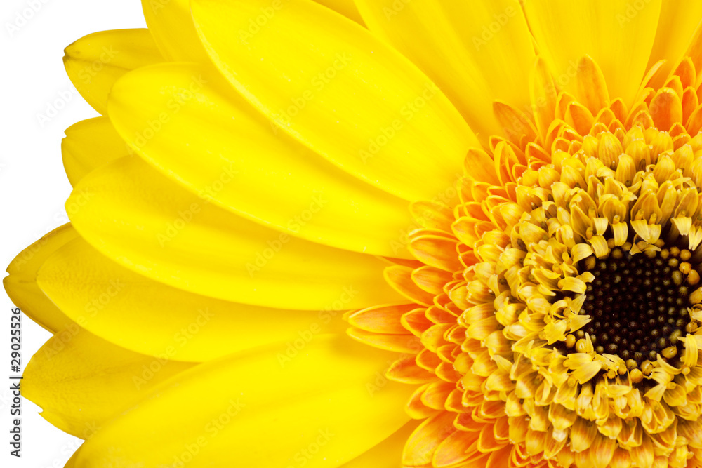 Petals Petals