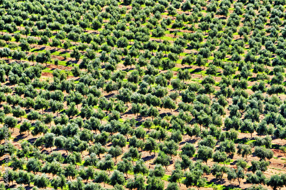 olive grove in Mont-roig del Camp, Spain olive grove in Mont-roig del Camp, Spain