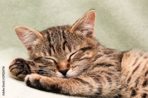 Tabby cat lying on bed © Georgiy Pashin