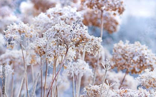 Fototapeta Naklejka Na Ścianę i Meble -  The icy flowers of the winter