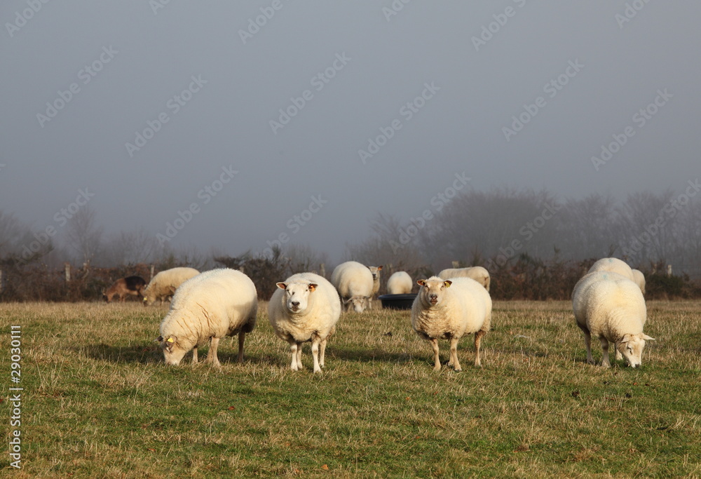 Fototapeta premium Sheep Grazing In Winter Fog