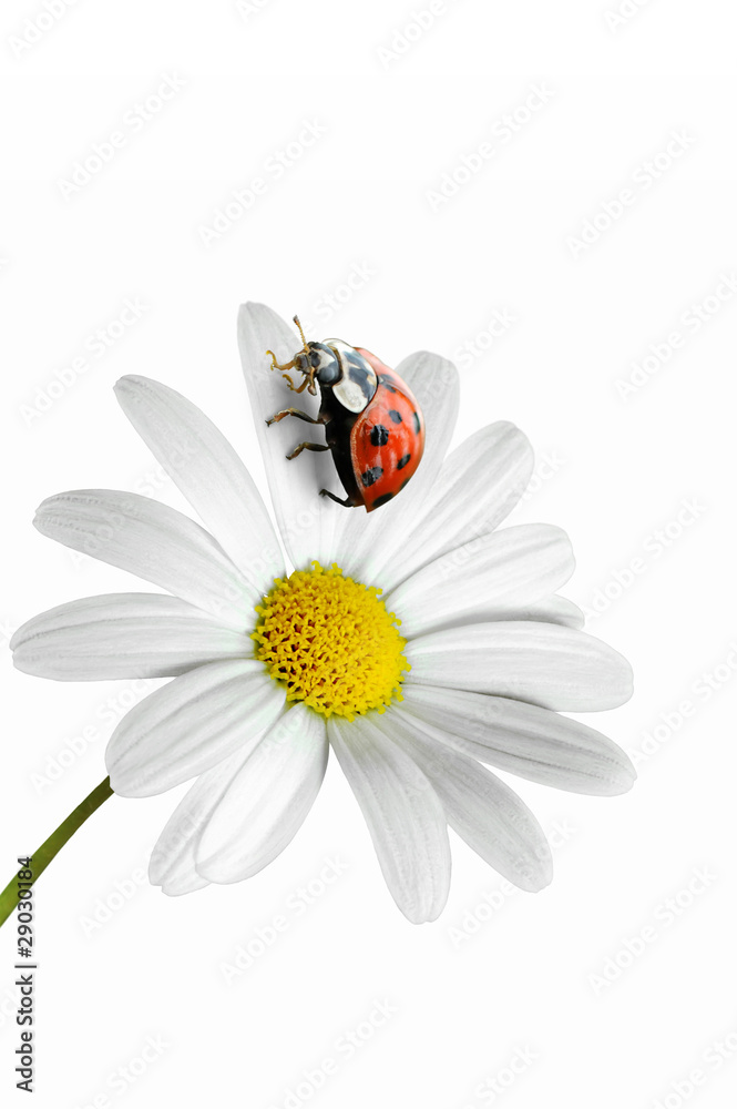 Fototapeta premium Marienkäfer 101