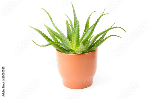 Aloe arborescens isolated on a white background with photo